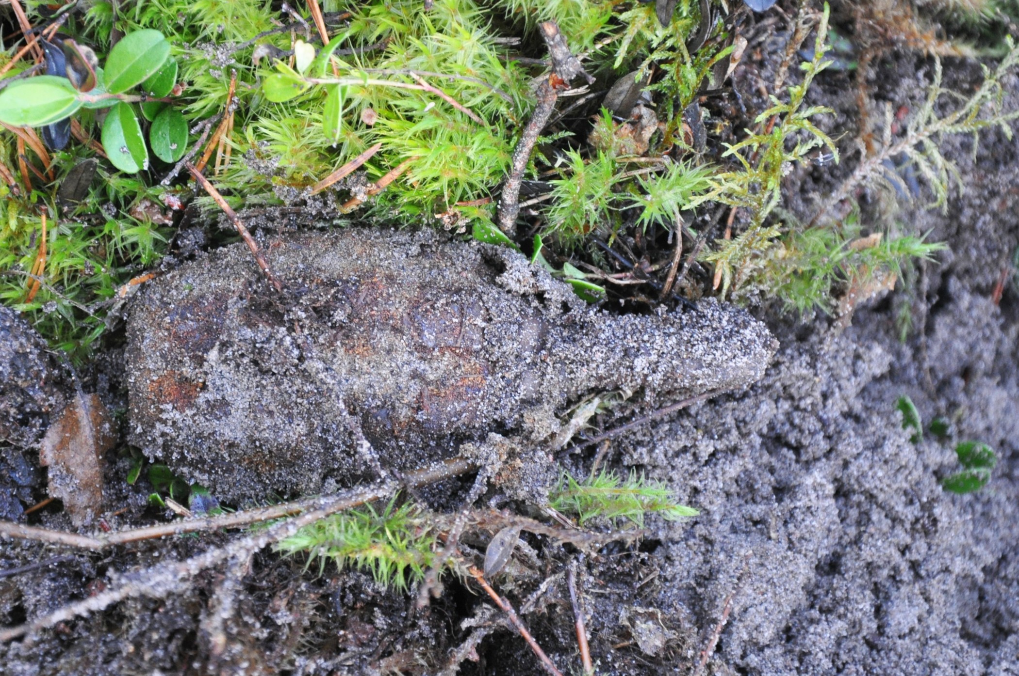 Granata